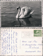 Ansichtskarte Genf Genève Cygnes Du Lac Léman/Schwan Auf Dem Genfersee 1950 - Andere & Zonder Classificatie