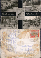 Dresden Zoologischer Garten - Camel, Giraffe, Zebra, Elefanten 1964 - Dresden