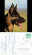 Ansichtskarte  Deutscher Schäferhund 1985 - Chiens