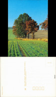 Ansichtskarte  Feldrand Mit Bäumen, Stimmungsbild 1989 - Ohne Zuordnung