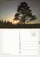 Wald - Sonnenuntergang - Stimmungsmotiv Bild Heimat Reichenbach  1995 - A Identifier