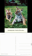 Ansichtskarte Dresden Zoologischer Garten - Junge Bengaltiger 1981 - Dresden