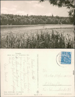 Ansichtskarte Templin Templiner See - Uferbereich 1957 - Templin