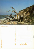Ansichtskarte Allgemein Mecklenburg Vorpommern Strand, Toter Baum 1988 - Sonstige & Ohne Zuordnung