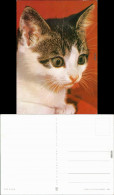 Ansichtskarte  Tiere - Katzen 1974 - Gatos