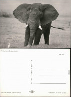 Ansichtskarte  Afrikansicher Steppenelefant 1981 - Elephants