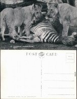 Südwest-Afrika Namibia Löwenmahl: Erlegtes Zebra Wird Von Löwen Gefressen 1970 - Namibië