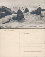 Ansichtskarte Südwest-Afrika Namibia Seehundgruppe 1970 - Namibia