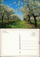 Ansichtskarte  Stimmungsbild: Frühling, Baumblüte 1995 - Autres & Non Classés