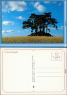 Mecklenburg Vorpommern Stimmungsbilder: Natur, Grüße Aus ... 8 1996 - Autres & Non Classés