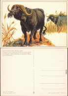 Ansichtskarte  Zeichnung: Kaffernbüffel 1975 - Contemporain (à Partir De 1950)