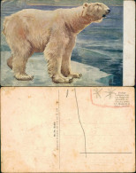 Ansichtskarte  Künstlerkarte V. KW - Eisbär Auf Eisscholle 1909 - Pittura & Quadri