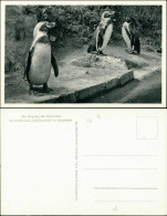 Ansichtskarte Osnabrück Pinguine Versandhaus Nordland 1934  - Osnabrück