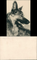 Foto  Tiere - Hunde Foto Schäferhund Dog Photo 1960 Privatfoto - Chiens