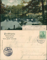 Ansichtskarte Celle Französischer Garten, Schwäne 1908 - Celle