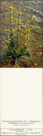 Verbascum Thapsiforme Königskerze, Wollblume   Produkte: Flores Verbasci. 1912 - Altri & Non Classificati
