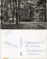 Postkaart Lochem Lochem, Bospad Naar Belvedere 1965 - Other & Unclassified