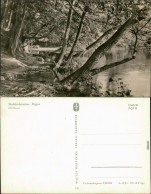 Ansichtskarte Stubbenkammer-Sassnitz Saßnitz Herthasee - Uferbereich 1961 - Sassnitz