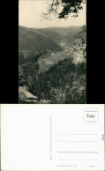 Ansichtskarte Hohnstein (Sächs. Schweiz) Polenztal 1956 - Hohnstein (Sächs. Schweiz)