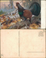 Ansichtskarte  Künstlerkarte V. KW - Rebhühner 1909 - Pittura & Quadri