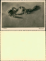 Foto  Tiere - Skorpion 1934 Privatfoto  - Autres & Non Classés