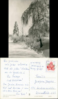 Ansichtskarte  Zugeschneiter Weg Und Baum 1971 - Unclassified