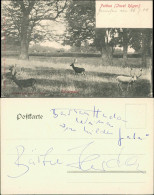 Ansichtskarte Putbus Hirsche Tiergarten 1904 - Autres & Non Classés