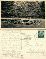 Ansichtskarte Kirchrode-Hannover Tiergarten - Damwild 1938 - Hannover