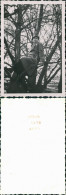 Foto  Mann Mit Trenchcoat Auf Baum 1940 Privatfoto - Personaggi