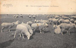 76-CAMPAGNE NORMANDE-LES MOUTONS-N°355-F/0087 - Other & Unclassified