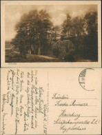 Wilsede-Bispingen Umland-Ansicht Blick In Die Natur Der Umgebung 1925 - Sonstige & Ohne Zuordnung