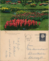 .Niederlande DE BLOEMENVELDEN IN BLOEI Blumen & Pflanzen Holland 1961 - Andere & Zonder Classificatie