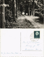Postkaart Breda Ulvenhout, Bosgezichts Umland-Ansichten 1968 - Sonstige & Ohne Zuordnung