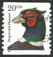 XW01-0433 USA Oiseau Bird Vogel Uccello Faisan Collier Ring-necked Pheasant Coil Roulette - Galline & Gallinaceo
