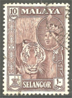 XW01-0259 Malaya Selangor Tigre Tiger - Felinos