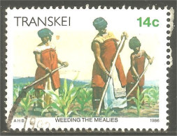 XW01-0976 Transkei Weeding Mealies Corn Désherber Maïs Jaten Agriculture - Agricoltura