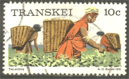 XW01-0975 Transkei Tea Picking Cueillette Thé Femme Panier Woman Basket - Landbouw
