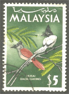 XW01-0941 Malaysia Murai Ekor Gading Oiseau Bird Vogel Uccello - Autres & Non Classés