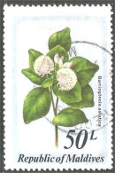XW01-0912 Maldives Fleur Barringtonia Flower Blume - Altri & Non Classificati