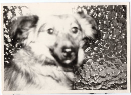 Snapshot Flou Superbe Pet Dog Chien Vitre Effet Lumière 50s 60s Yeux Carrés Flash - Persone Anonimi