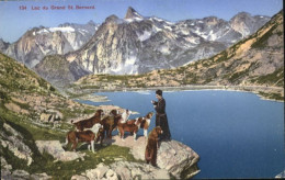 10815277 Grand Saint Bernard Lac Bernhardiner  * Grand Saint Bernard - Sonstige & Ohne Zuordnung