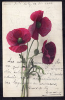 Argentina - 1904 - Flowers - Colorized - Three Poppy Seed - Fleurs