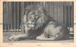 R099857 Lion. Zool. Soc. Lond. The Zoological Society Of London. 1949 - Sonstige & Ohne Zuordnung