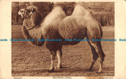 R099858 Bactrian Camel. Whipsnade Park. Zoological Society Of London - Autres & Non Classés