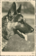 Ansichtskarte  Tiere - Hunde - Schäferhund 1930 - Dogs