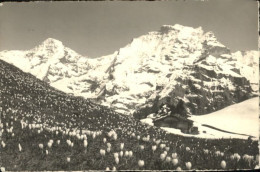 10794759 Winteregg Winteregg Moench Jungfrau X Winteregg - Other & Unclassified