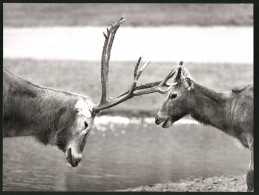 Fotografie Davids-Hisch & Hirschkuh Während Der Brunft  - Other & Unclassified