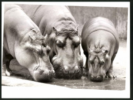 Fotografie Nilpferde - Flusspferde In Einem Zoo-Gehege  - Autres & Non Classés