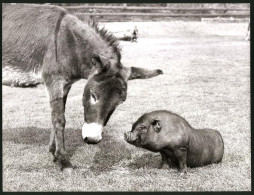 Fotografie Esel Und Hängebauchschwein Tierfreundschaft  - Sonstige & Ohne Zuordnung