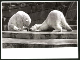 Fotografie Eisbären In Einem Zoogehege  - Autres & Non Classés
